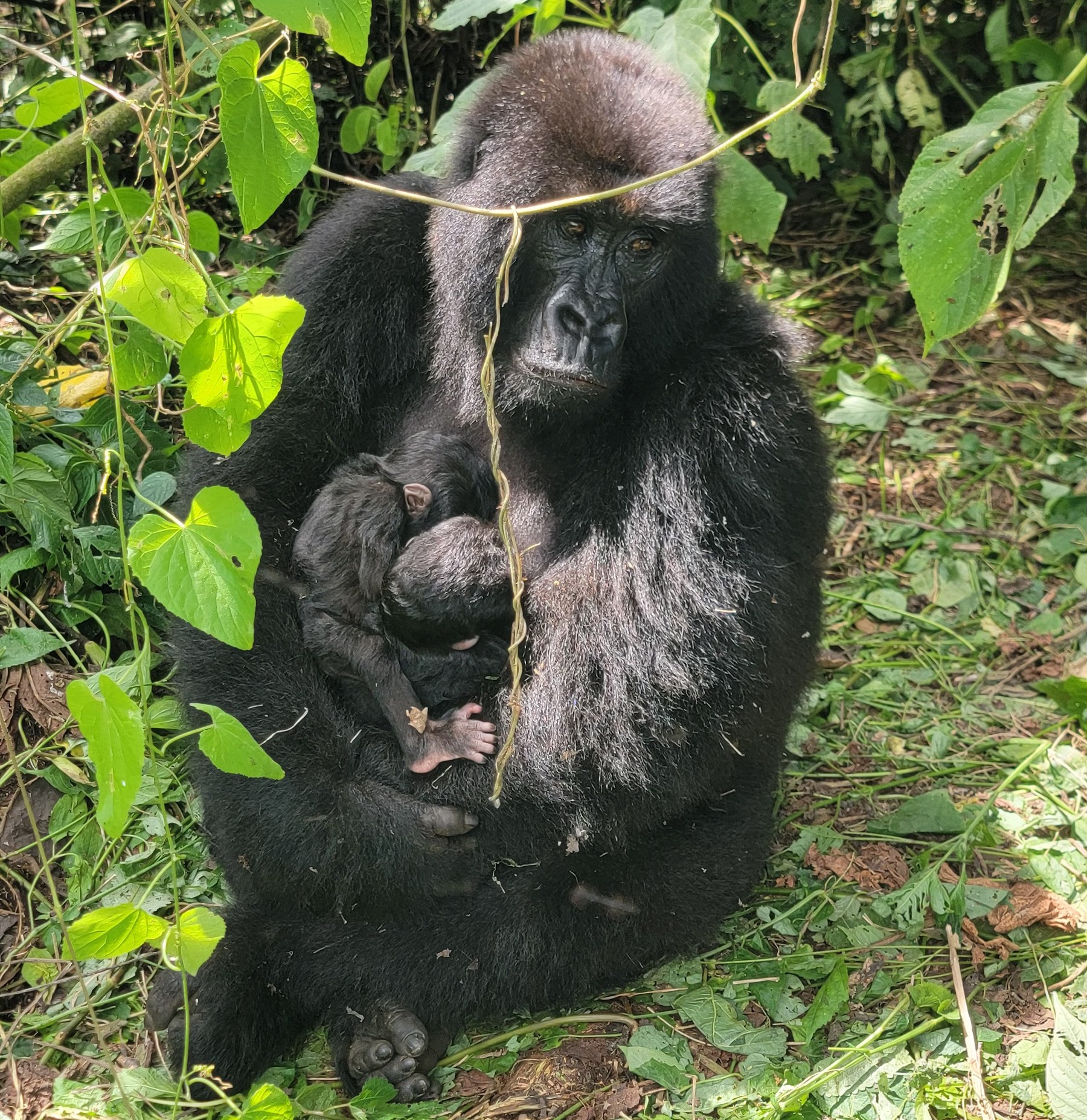 a female forilla, happy mother Mafuko, with the two newborns in the green jungle DRC